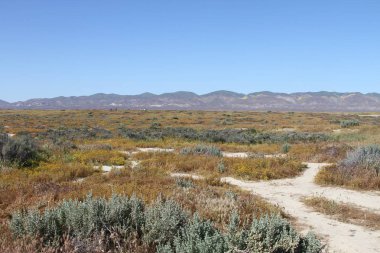 Superbloom Carrizo düz Ulusal Anıtı