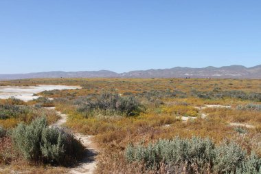 Superbloom Carrizo düz Ulusal Anıtı