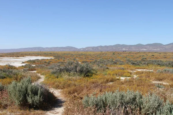 Superbloom Carrizo düz Ulusal Anıtı