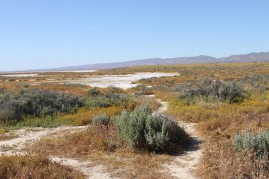Superbloom Carrizo düz Ulusal Anıtı