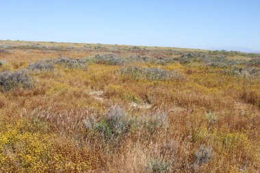 Superbloom Carrizo düz Ulusal Anıtı
