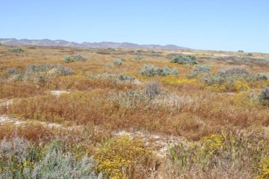 Superbloom Carrizo düz Ulusal Anıtı