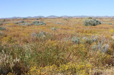 Superbloom Carrizo düz Ulusal Anıtı