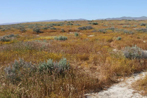 Superbloom カリーゾ平原国立記念碑 — ストック写真