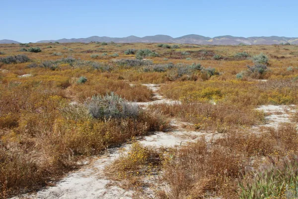 Superbloom Carrizo plain national monument — Stock Photo, Image