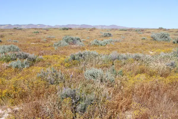 Superbloom Carrizo plain national monument — Stock Photo, Image