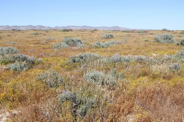 Superbloom Carrizo plain national monument — Stock Photo, Image