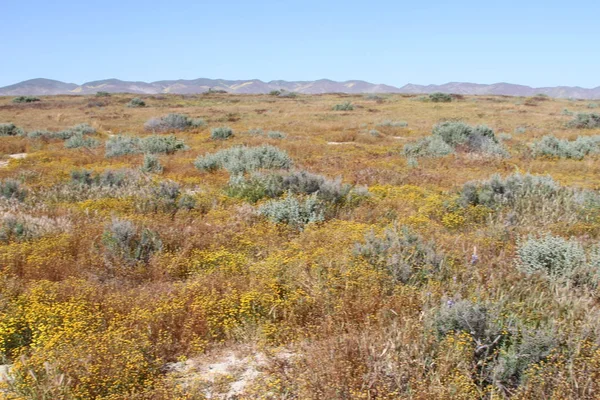 Superbloom Carrizo plain national monument — Stock Photo, Image