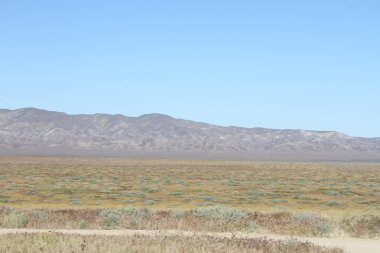 Superbloom Carrizo düz Ulusal Anıtı