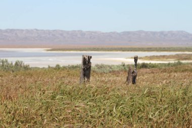 Superbloom Carrizo düz Ulusal Anıtı