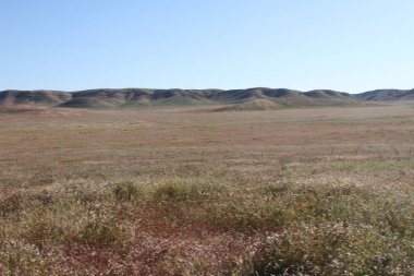 Superbloom Carrizo düz Ulusal Anıtı
