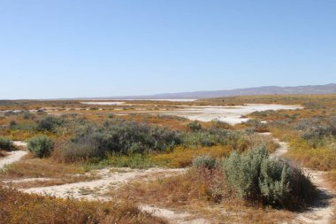 Superbloom Carrizo düz Ulusal Anıtı