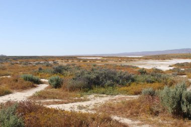 Superbloom Carrizo düz Ulusal Anıtı