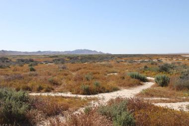 Superbloom Carrizo düz Ulusal Anıtı