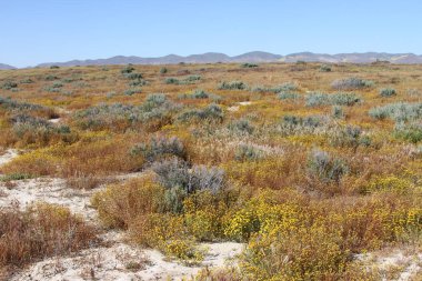 Superbloom Carrizo düz Ulusal Anıtı