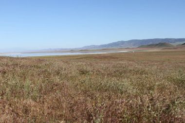 Superbloom Carrizo düz Ulusal Anıtı