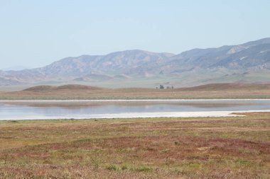 Superbloom Carrizo düz Ulusal Anıtı