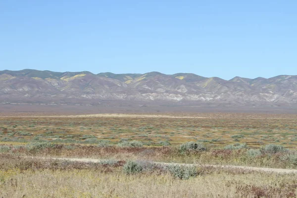 Superbloom Carrizo plain national monument — Stock Photo, Image