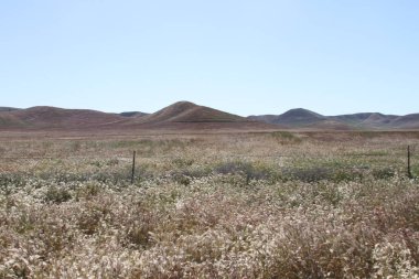 Superbloom Carrizo düz Ulusal Anıtı