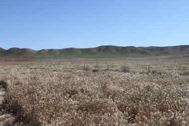 Superbloom Carrizo düz Ulusal Anıtı