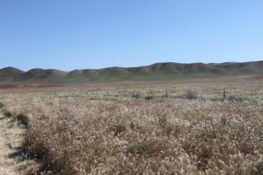 Superbloom Carrizo düz Ulusal Anıtı