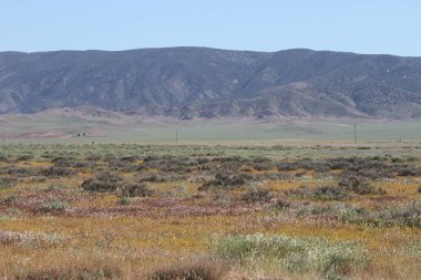 Superbloom Carrizo düz Ulusal Anıtı