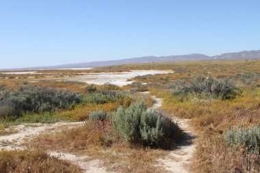 Superbloom Carrizo düz Ulusal Anıtı