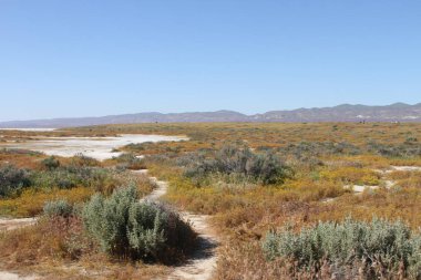 Superbloom Carrizo düz Ulusal Anıtı