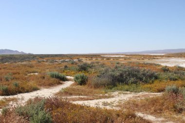 Superbloom Carrizo düz Ulusal Anıtı