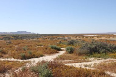 Superbloom Carrizo düz Ulusal Anıtı