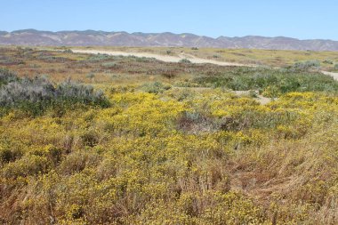 Superbloom Carrizo düz Ulusal Anıtı
