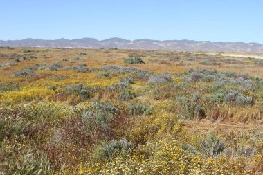 Superbloom Carrizo düz Ulusal Anıtı