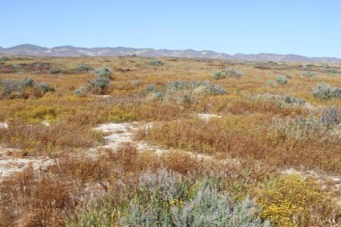 Superbloom Carrizo düz Ulusal Anıtı