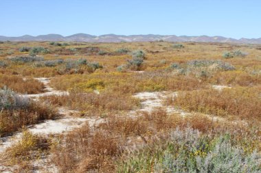 Superbloom Carrizo düz Ulusal Anıtı