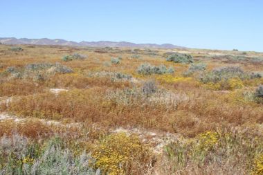 Superbloom Carrizo düz Ulusal Anıtı