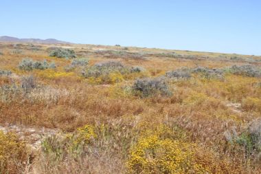 Superbloom Carrizo düz Ulusal Anıtı