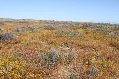 Superbloom Carrizo düz Ulusal Anıtı