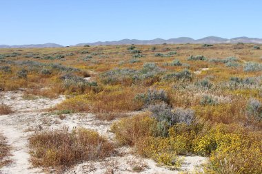 Superbloom Carrizo düz Ulusal Anıtı