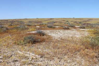 Superbloom Carrizo düz Ulusal Anıtı
