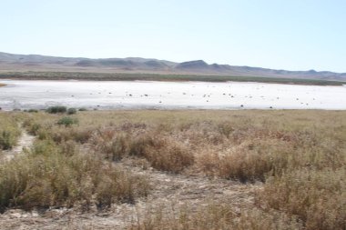 Superbloom Carrizo düz Ulusal Anıtı