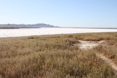 Superbloom Carrizo düz Ulusal Anıtı