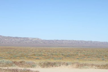 Superbloom Carrizo düz Ulusal Anıtı