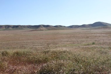 Superbloom Carrizo düz Ulusal Anıtı