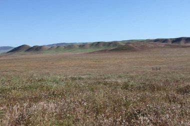 Superbloom Carrizo düz Ulusal Anıtı
