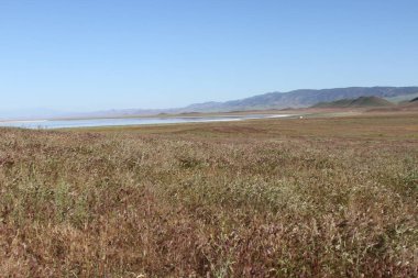 Superbloom Carrizo düz Ulusal Anıtı