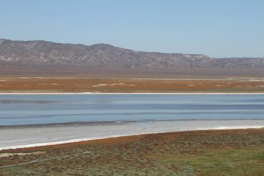 Superbloom Carrizo düz Ulusal Anıtı