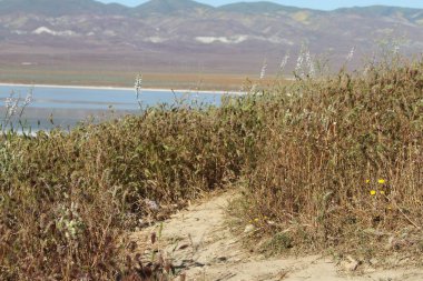 Superbloom Carrizo düz Ulusal Anıtı