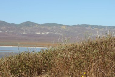 Superbloom Carrizo düz Ulusal Anıtı