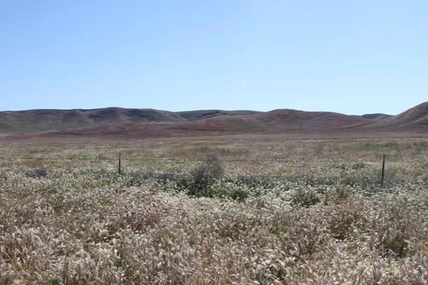 Superbloom Carrizo plain national monument — Stock Photo, Image