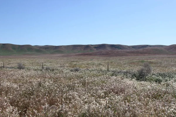 Superbloom Carrizo sima nemzeti emlékmű — Stock Fotó